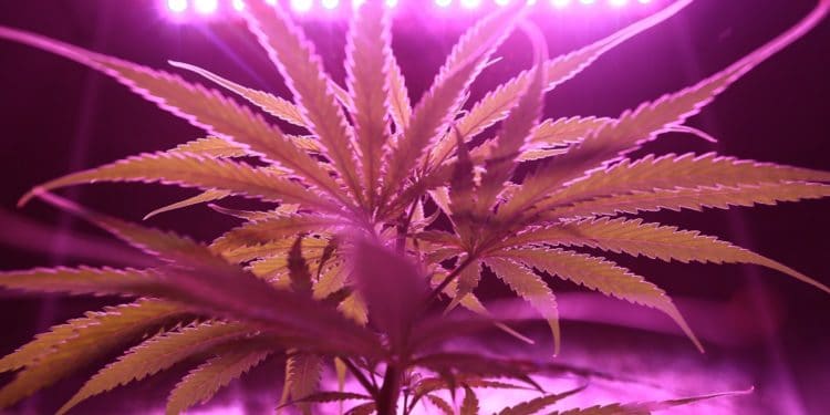 Planta de Cannabis bajo luz violeta. Imagen: Washarapol D BinYo Jundang/pexels.com