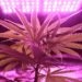 Planta de Cannabis bajo luz violeta. Imagen: Washarapol D BinYo Jundang/pexels.com