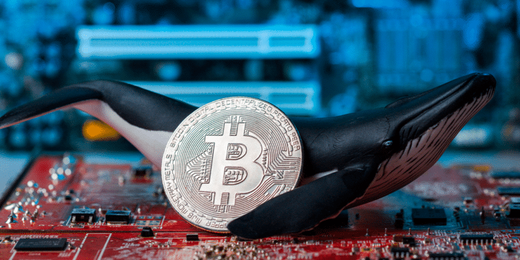 Bitcoin y ballena.