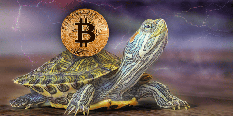 Tortuga con relámpagos y bitcoin