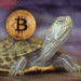 Tortuga con relámpagos y bitcoin