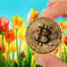 Bitcoin y tulipanes