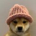 Dogwifhat tiene como origen a una fotografía de un perro con sombrero. Fuente: knowyourmeme.com