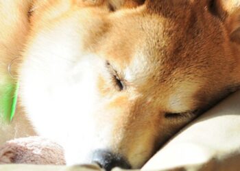 Kabosu-perro-DOGE