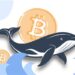 Las ballenas en bitcoin cuentan con una gran cantidad de BTC inmóvil en sus direcciones. Esto puede influir en el mercado.