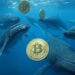 Nuevos movimientos de ballenas favorecen a bitcoin. Fuente: Grok.