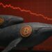 Par de ballenas con el logo de bitcoin a un costado y gráficas rojas en el fondo.